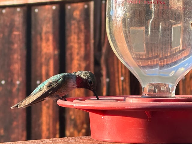 Hummingbird
