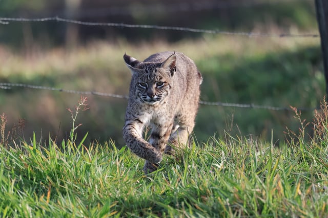 Bobcat